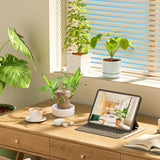 Brazilian Lucky Wood Plant | Vastu + Air Purifier