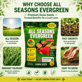 All Season Evergreen Grass Seeds (Buy 1 Get 1 Free)